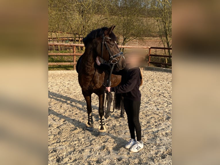 Deutsches Reitpony Stute 15 Jahre 146 cm Dunkelbrauner in Schenklengsfeld
