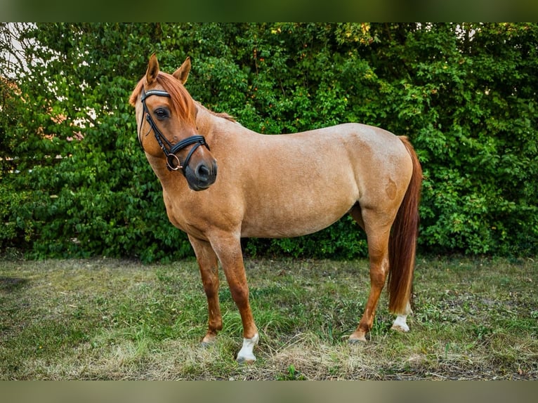 Deutsches Reitpony Stute 15 Jahre 146 cm Fuchs in Langelsheim