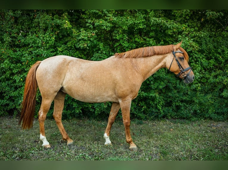 Deutsches Reitpony Stute 15 Jahre 146 cm Fuchs in Langelsheim