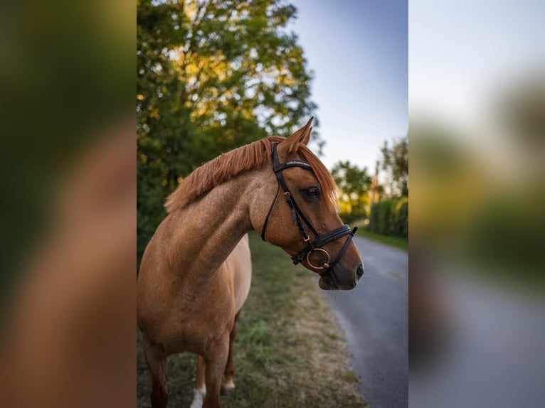Deutsches Reitpony Stute 15 Jahre 146 cm Fuchs in Langelsheim