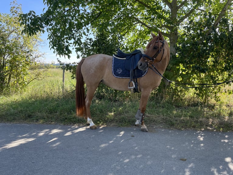 Deutsches Reitpony Stute 15 Jahre 146 cm Fuchs in Langelsheim