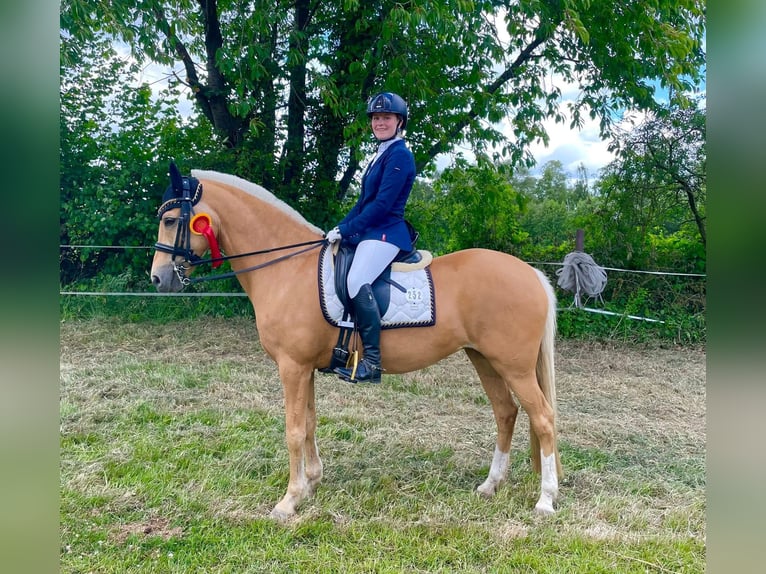 Deutsches Reitpony Stute 15 Jahre 146 cm Palomino in Nienburg (Weser)