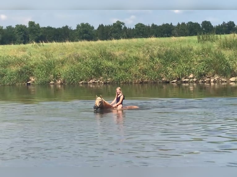 Deutsches Reitpony Stute 15 Jahre 146 cm Palomino in Nienburg (Weser)