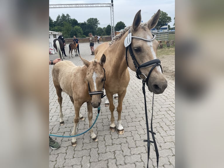 Deutsches Reitpony Stute 15 Jahre 146 cm Palomino in Born a. Darß