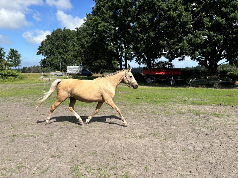 Deutsches Reitpony Stute 15 Jahre 146 cm Palomino in Born a. Darß