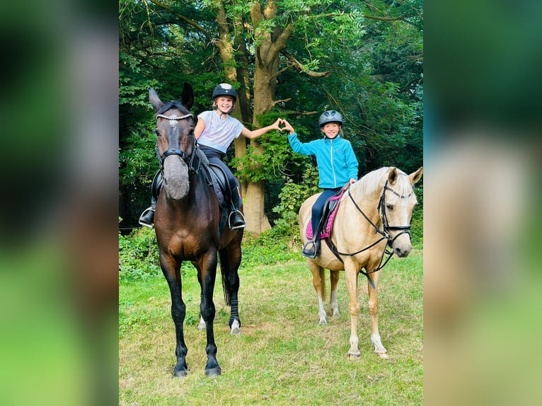 Deutsches Reitpony Stute 15 Jahre 146 cm Palomino in Born a. Darß