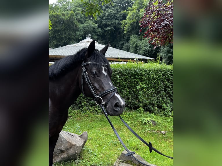 Deutsches Reitpony Stute 15 Jahre 146 cm Rappe in K&#xF6;ln