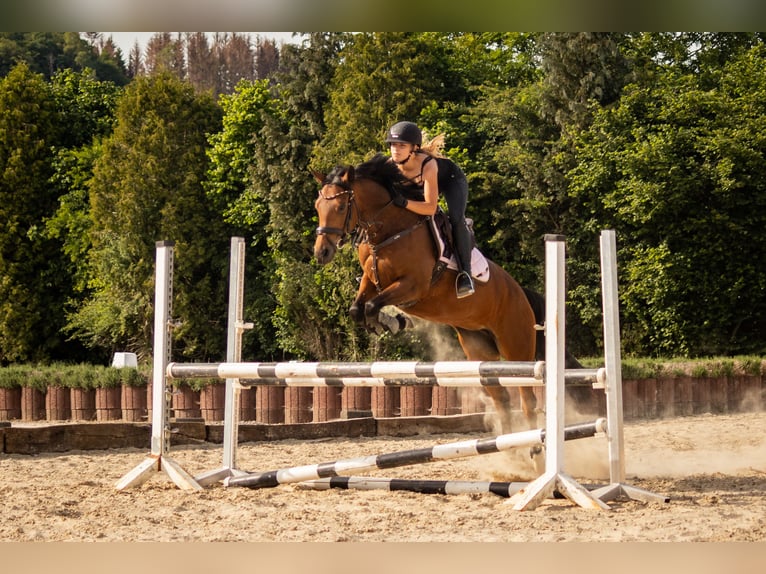 Deutsches Reitpony Stute 15 Jahre 147 cm Brauner in Engelskirchen