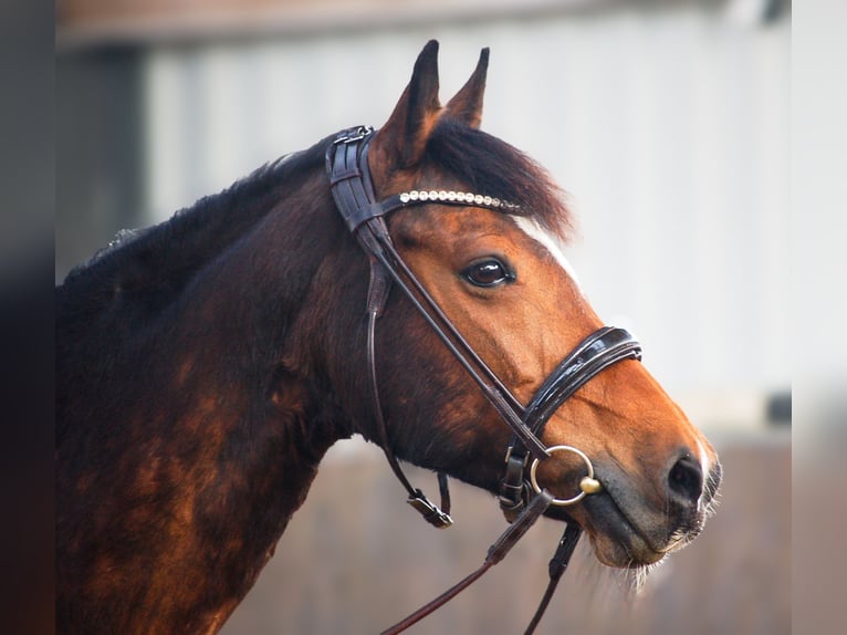 Deutsches Reitpony Stute 15 Jahre 147 cm Brauner in Düsseldorf