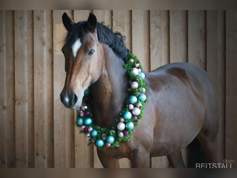Deutsches Reitpony Stute 15 Jahre 147 cm Brauner in Düsseldorf