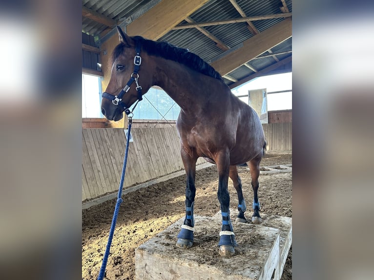 Deutsches Reitpony Stute 15 Jahre 147 cm Brauner in Düsseldorf