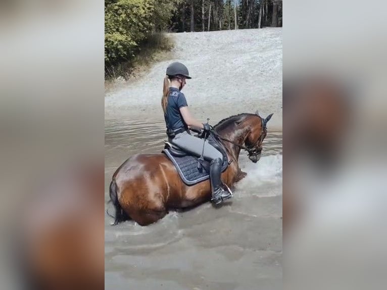 Deutsches Reitpony Stute 15 Jahre 147 cm Brauner in Düsseldorf