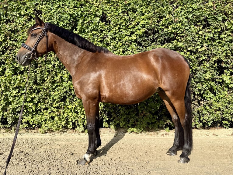 Deutsches Reitpony Stute 15 Jahre 147 cm Brauner in Düsseldorf