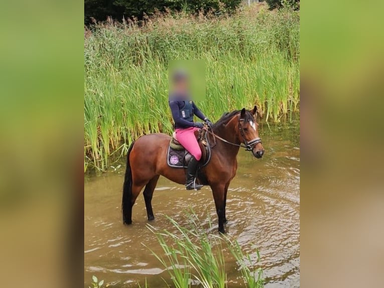 Deutsches Reitpony Stute 15 Jahre 147 cm Brauner in Düsseldorf