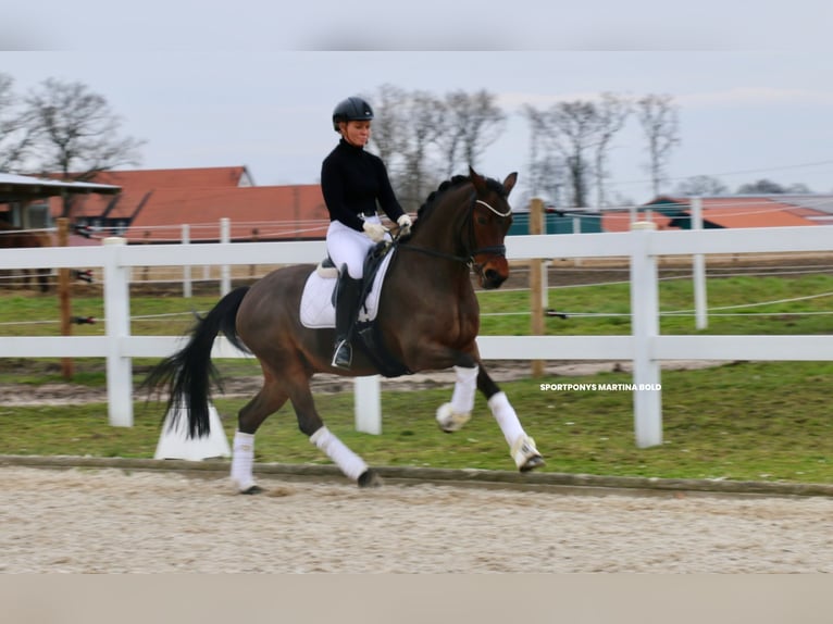 Deutsches Reitpony Stute 15 Jahre 147 cm Brauner in Recke, bei Osnabrück