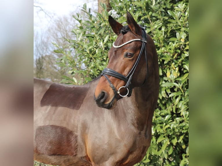 Deutsches Reitpony Stute 15 Jahre 147 cm Brauner in Recke, bei Osnabrück