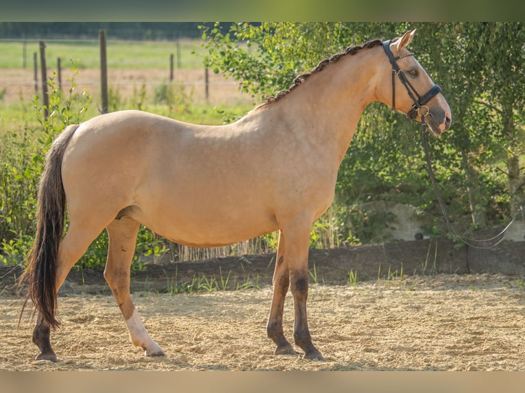 Deutsches Reitpony Stute 15 Jahre 147 cm Falbe in Heinzenbach