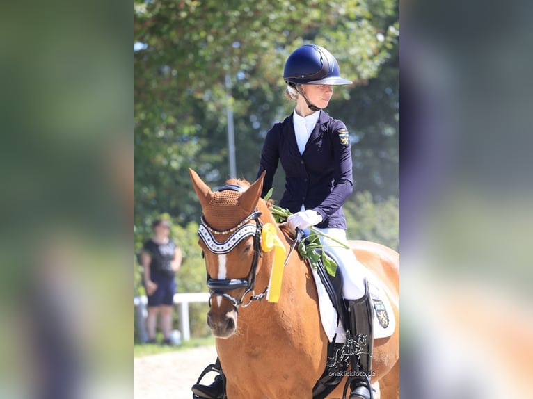 Deutsches Reitpony Stute 15 Jahre 147 cm Fuchs in Vierkirchen
