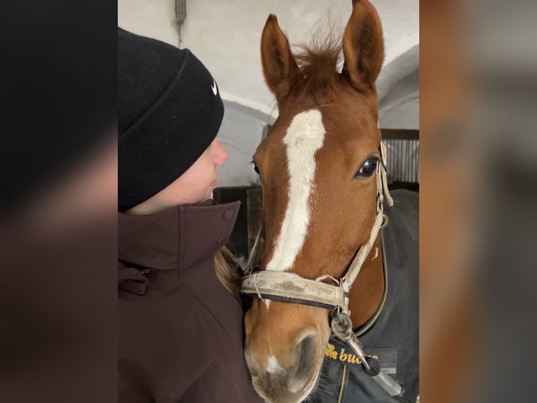 Deutsches Reitpony Stute 15 Jahre 147 cm Fuchs in Vierkirchen