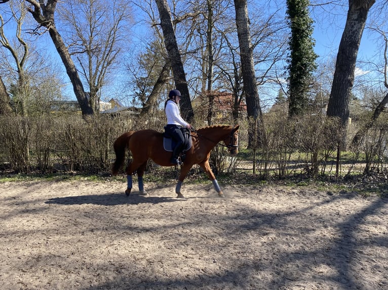 Deutsches Reitpony Stute 15 Jahre 147 cm Fuchs in Brünzow OT Klein Ernsthof