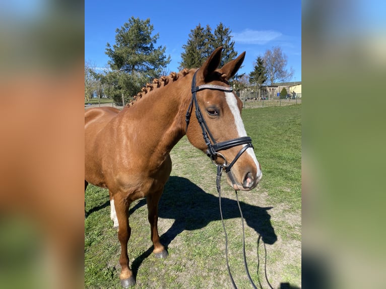 Deutsches Reitpony Stute 15 Jahre 147 cm Fuchs in Brünzow OT Klein Ernsthof