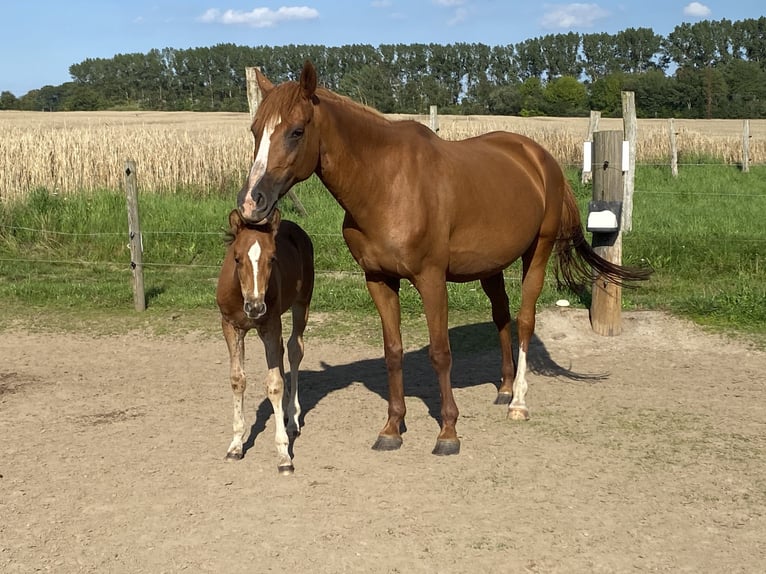 Deutsches Reitpony Stute 15 Jahre 147 cm Fuchs in Brünzow OT Klein Ernsthof