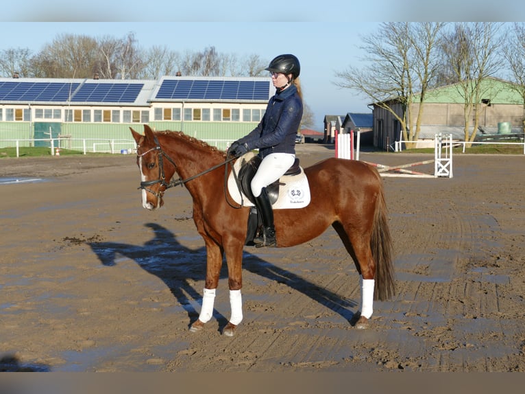 Deutsches Reitpony Stute 15 Jahre 147 cm Fuchs in Ganschow