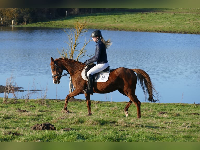 Deutsches Reitpony Stute 15 Jahre 147 cm Fuchs in Ganschow