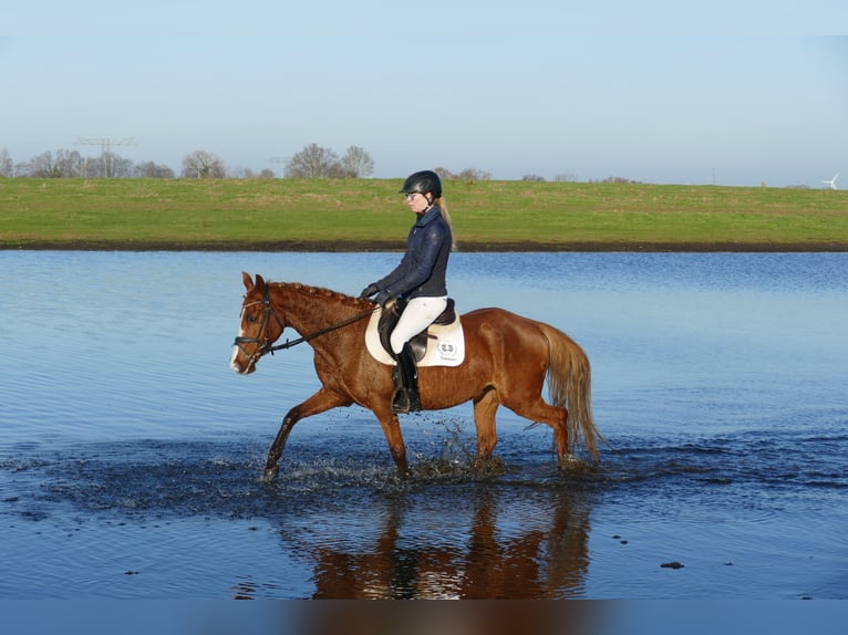 Deutsches Reitpony Stute 15 Jahre 147 cm Fuchs in Ganschow