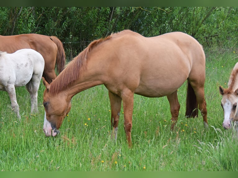 Deutsches Reitpony Stute 15 Jahre 147 cm Red Dun in Skals