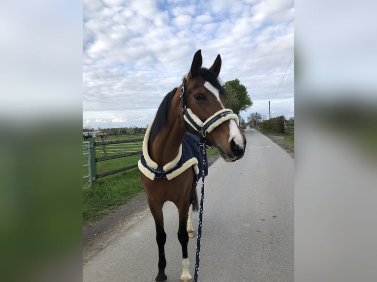 Deutsches Reitpony Stute 15 Jahre 148 cm Brauner in Kötzting