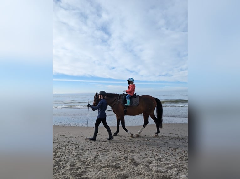 Deutsches Reitpony Stute 15 Jahre 148 cm Brauner in Kötzting