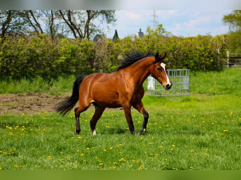 Deutsches Reitpony Stute 15 Jahre 148 cm Brauner in Kötzting