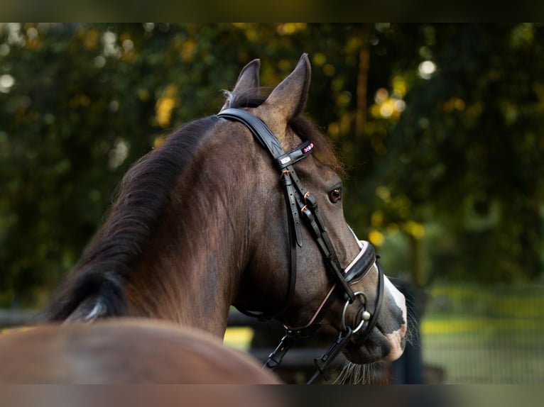 Deutsches Reitpony Stute 15 Jahre 148 cm Dunkelbrauner in Sickte
