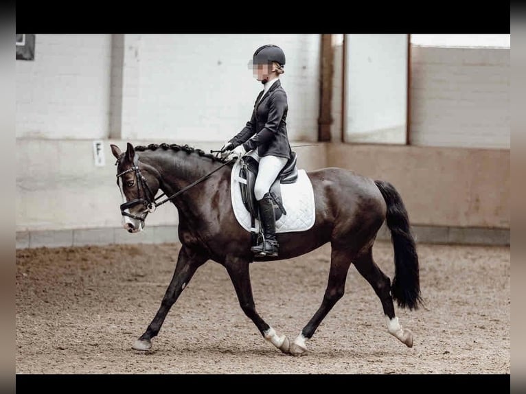 Deutsches Reitpony Stute 15 Jahre 148 cm Dunkelbrauner in Sickte