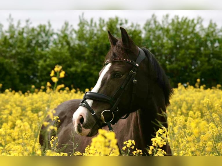 Deutsches Reitpony Stute 15 Jahre 148 cm Dunkelbrauner in Sickte