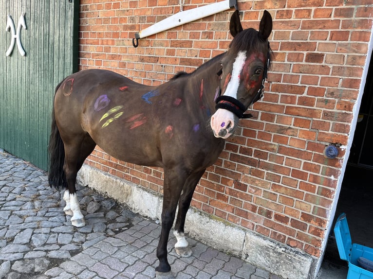 Deutsches Reitpony Stute 15 Jahre 148 cm Dunkelbrauner in Sickte