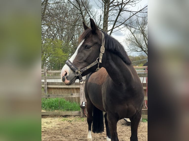 Deutsches Reitpony Stute 15 Jahre 148 cm Dunkelbrauner in Sickte