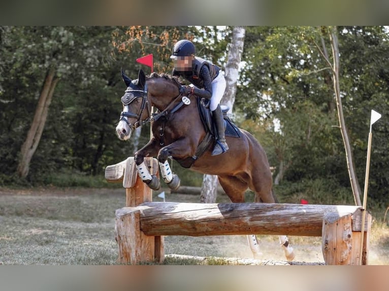 Deutsches Reitpony Stute 15 Jahre 148 cm Dunkelbrauner in Sickte