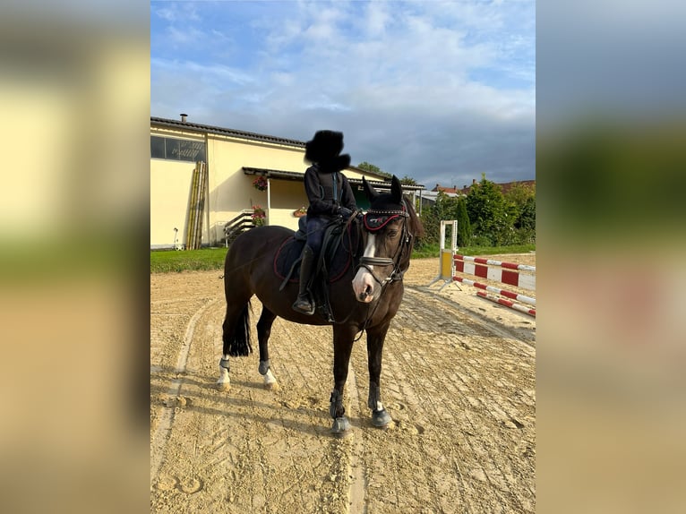 Deutsches Reitpony Stute 15 Jahre 148 cm Dunkelbrauner in Sickte