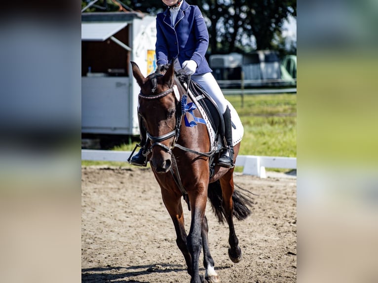 Deutsches Reitpony Stute 15 Jahre 148 cm Dunkelbrauner in Nienburg (Weser)