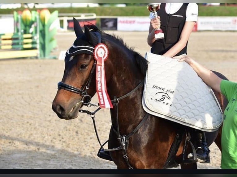 Deutsches Reitpony Stute 15 Jahre 148 cm Dunkelbrauner in Neuhofen an der Ybbs