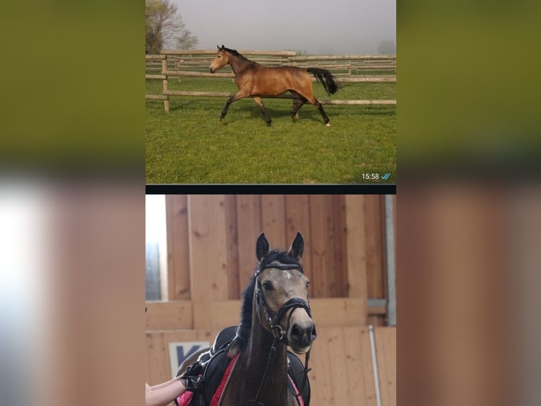 Deutsches Reitpony Stute 15 Jahre 148 cm Dunkelfuchs in Biburg