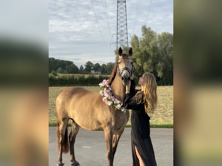Deutsches Reitpony Stute 15 Jahre 148 cm Falbe in Kamen