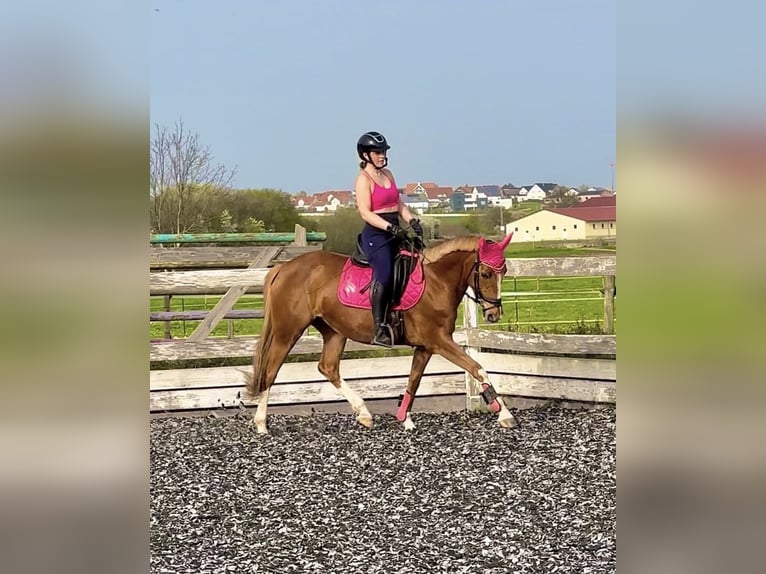 Deutsches Reitpony Stute 15 Jahre 148 cm Fuchs in Bopfingen