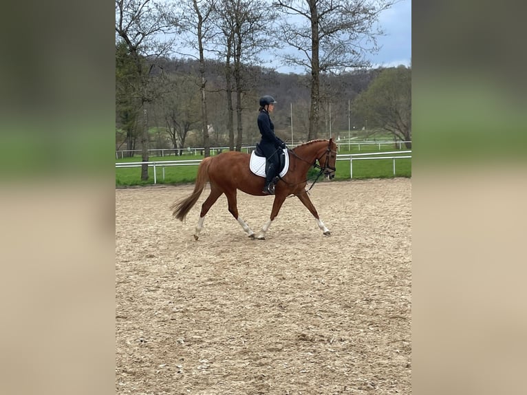 Deutsches Reitpony Stute 15 Jahre 148 cm Fuchs in Bopfingen