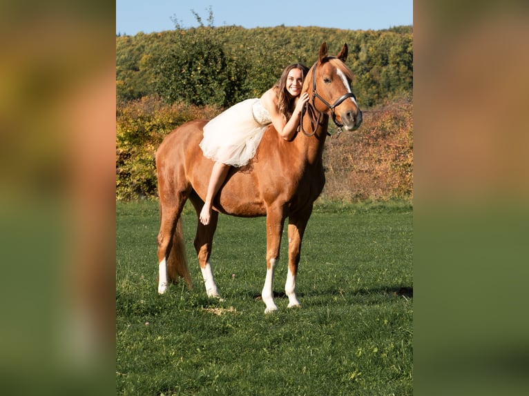 Deutsches Reitpony Stute 15 Jahre 148 cm Fuchs in Bopfingen