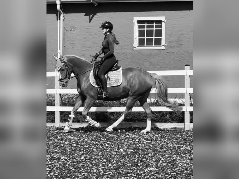 Deutsches Reitpony Stute 15 Jahre 148 cm Fuchs in Bopfingen