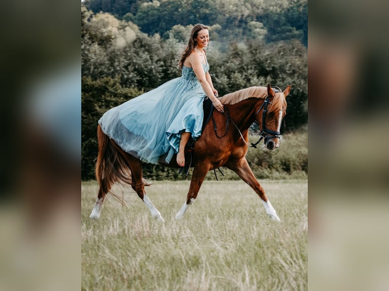 Deutsches Reitpony Stute 15 Jahre 148 cm Fuchs in Bopfingen
