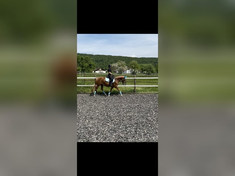 Deutsches Reitpony Stute 15 Jahre 148 cm Fuchs in Bopfingen